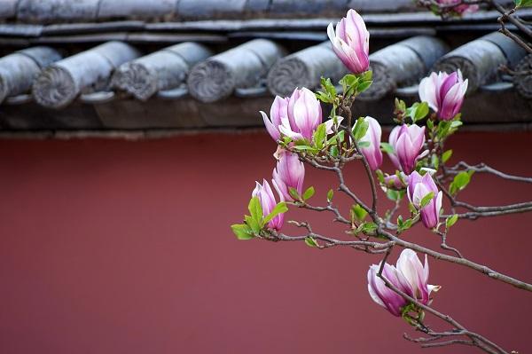 惊蛰是什么意思，新房惊蛰是什么意思（吃龙食、驱虫、炒虫、打小人）