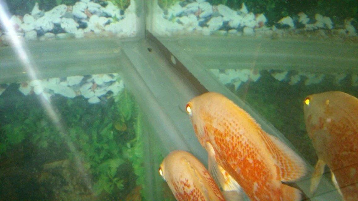 热带鱼蓝鲨吃什么，热带鱼蓝鲨吃什么饲料（这六种观赏鱼，你养过几种呢）