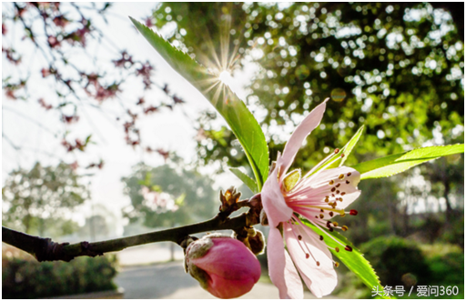 蒲公英茶可以加什么，蒲公英茶可以加什么搭配（养肝、护肾、防疾病）