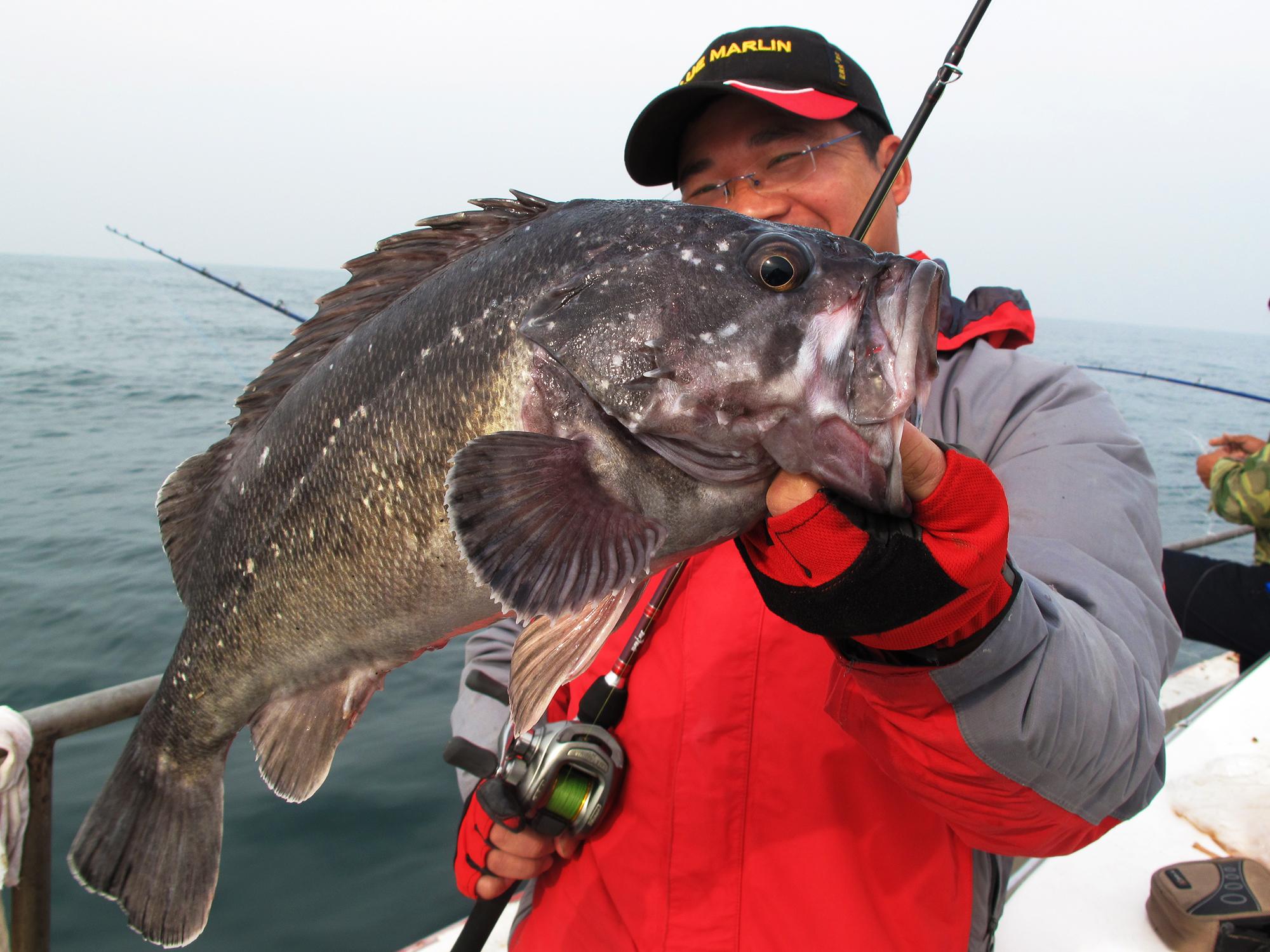 海里的鱼有哪些，海里的鱼有哪些颜色（都是海里的食肉鱼）
