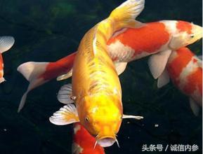 养风水锦鲤鱼注意什么，锦鲤怎么养（家养锦鲤的风水学讲究）
