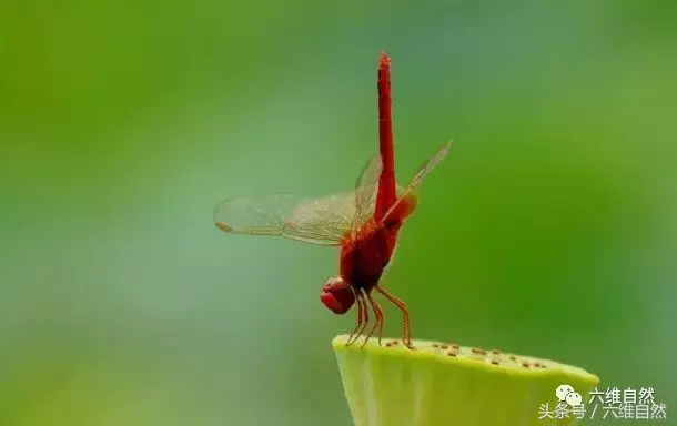 蚊子幼虫叫什么，蚊子幼虫叫什么孑孓怎么读（躲在水中的蜻蜓幼虫水虿）