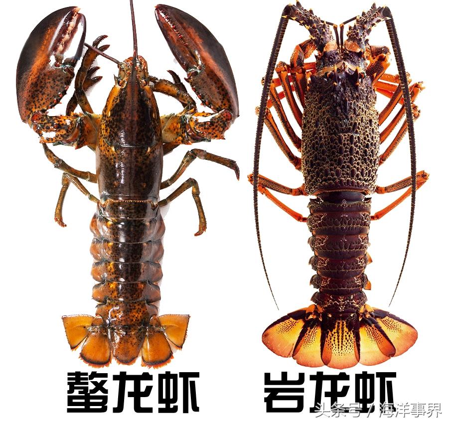 克氏螯虾和小龙虾有区别,克氏螯虾(市面常见龙虾种类及价格)