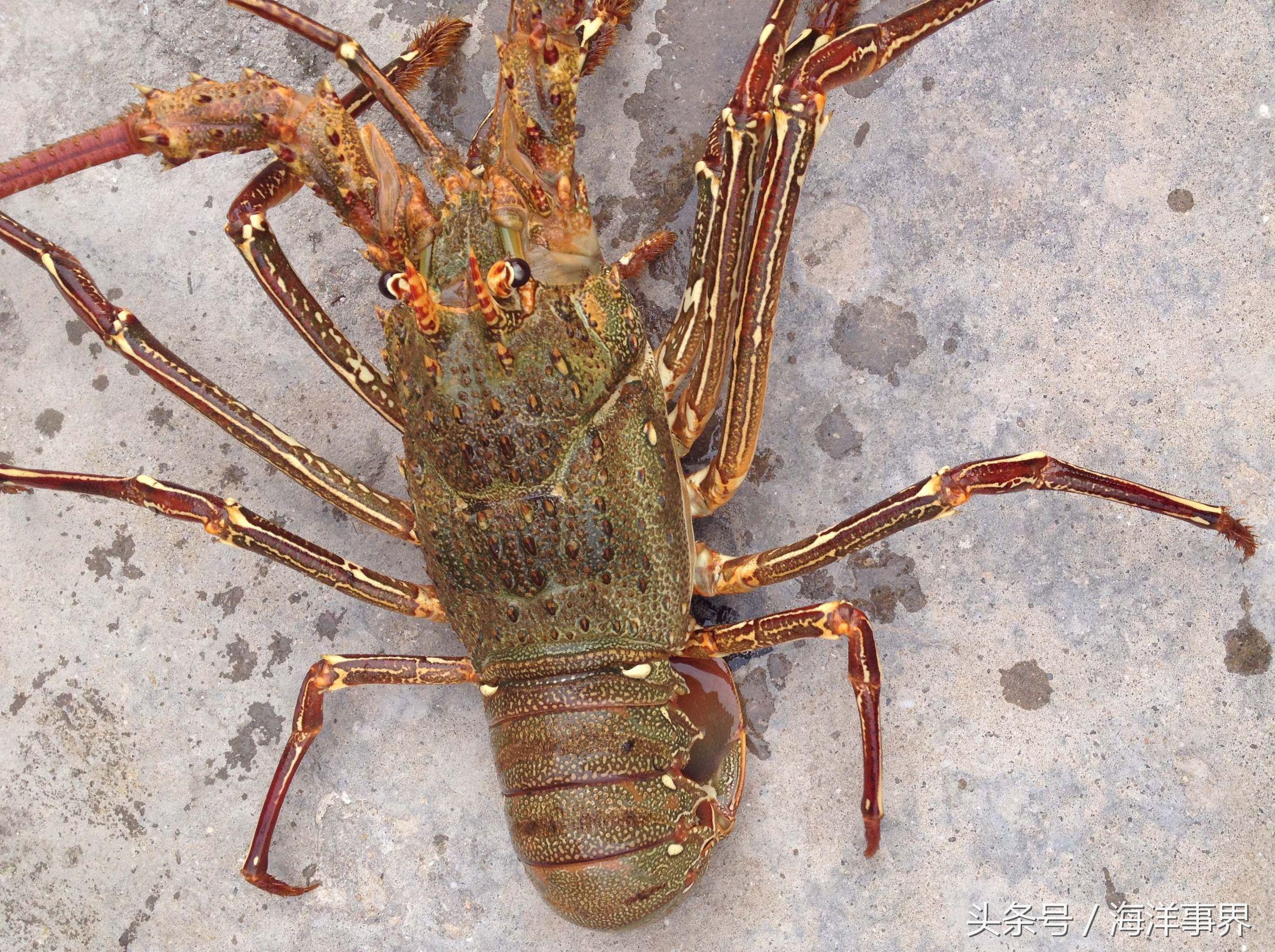 克氏螯虾和小龙虾有区别,克氏螯虾(市面常见龙虾种类及价格)