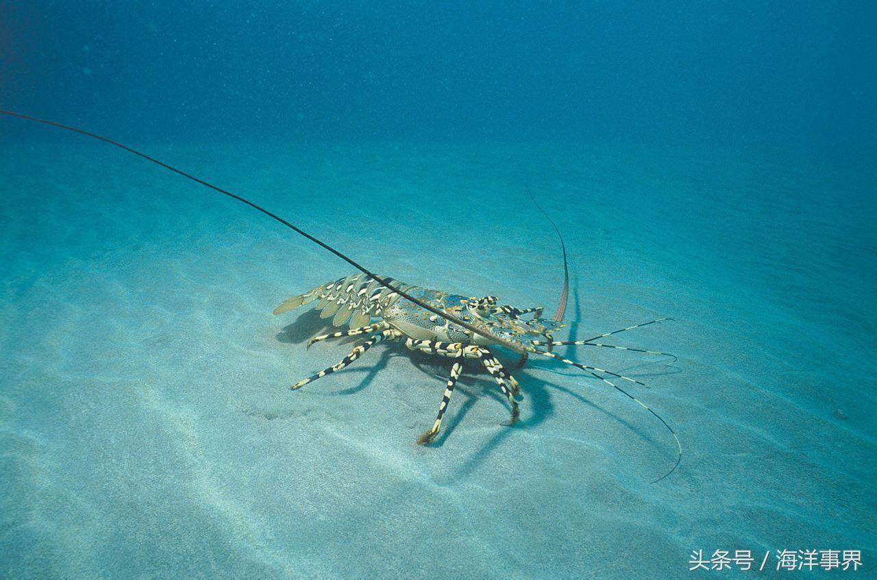 克氏螯虾和小龙虾有区别,克氏螯虾(市面常见龙虾种类及价格)