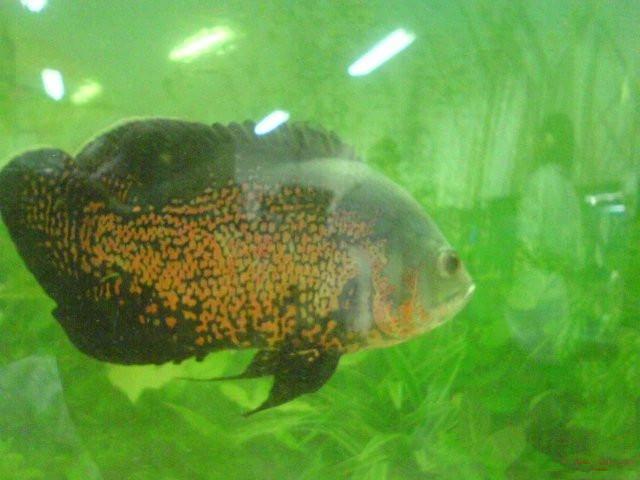 热带鱼蓝鲨吃什么，热带鱼蓝鲨吃什么饲料（这六种观赏鱼，你养过几种呢）