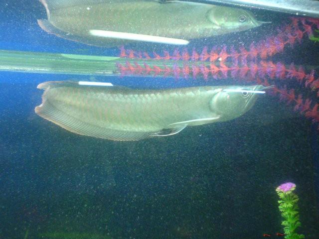 热带鱼蓝鲨吃什么，热带鱼蓝鲨吃什么饲料（这六种观赏鱼，你养过几种呢）