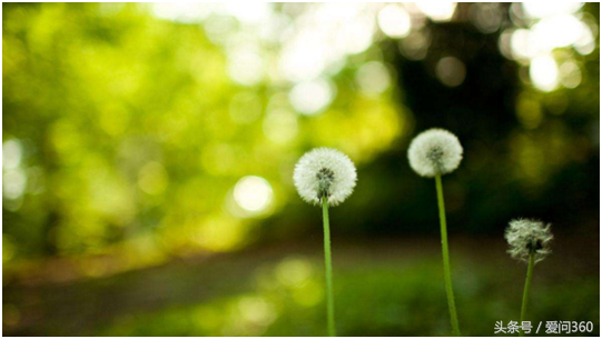 蒲公英茶可以加什么，蒲公英茶可以加什么搭配（养肝、护肾、防疾病）