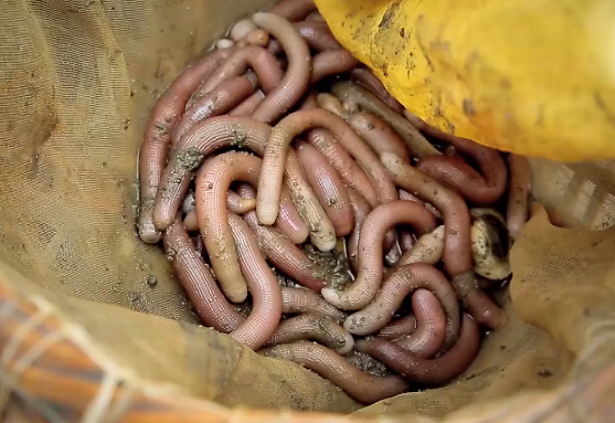 竹鼠广东做法，广东竹鼠养殖基地（广东人居然把老鼠）