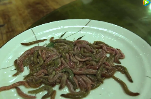 竹鼠广东做法，广东竹鼠养殖基地（广东人居然把老鼠）