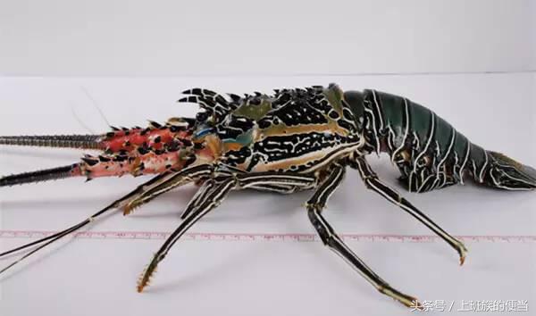 为什么叫基围虾，怎样做基围虾（皮皮虾、罗氏虾、基围虾、澳龙等到底怎么区分）