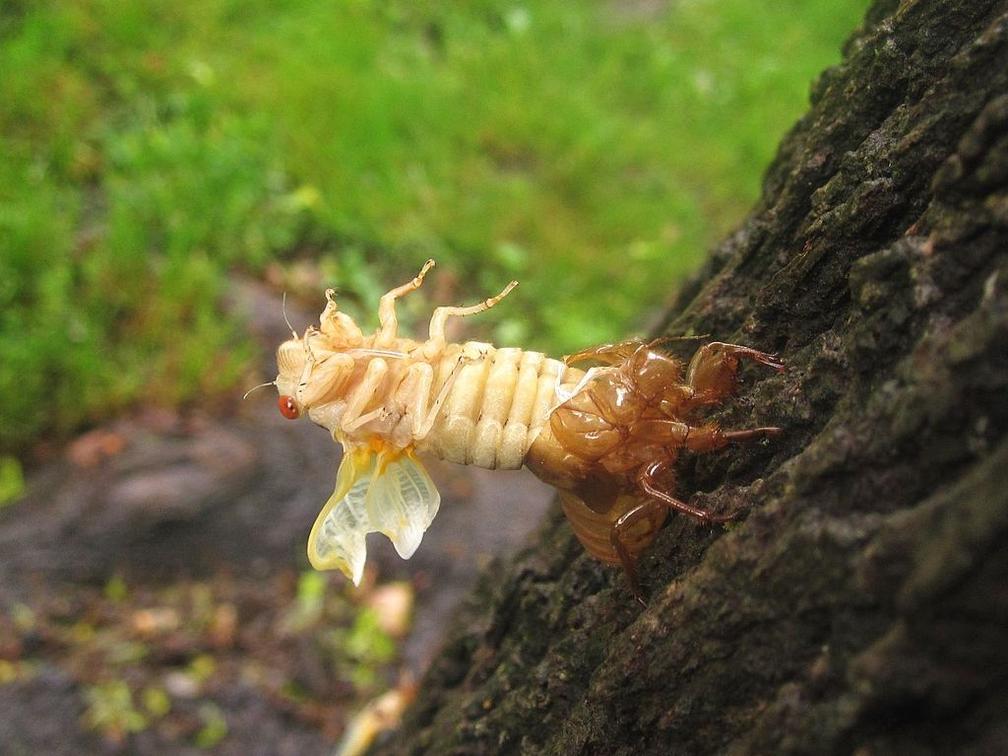 蝉的成语,蝉的一生人生哲理(金蝉脱壳丨玉米熊放学小报no.173)