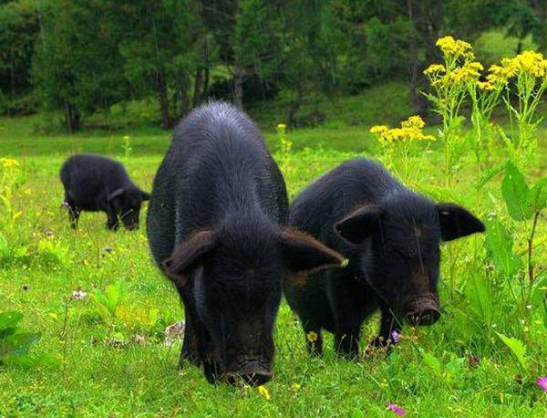 正宗西藏青稞饼做法，怎样做青稞饼（舌尖上的美味——藏历年八大美食与“四宝”、“四件”）