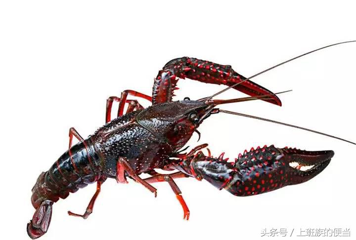 为什么叫基围虾，怎样做基围虾（皮皮虾、罗氏虾、基围虾、澳龙等到底怎么区分）