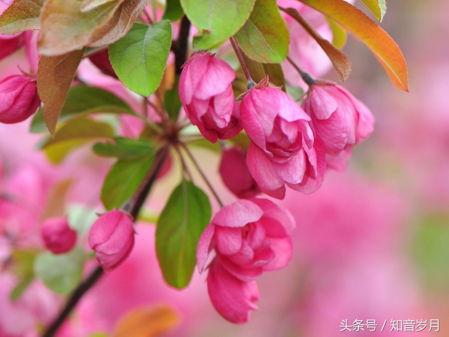 西府海棠产地和花语详情介绍，西府海棠的花色（西府海棠花语 养护 果实）