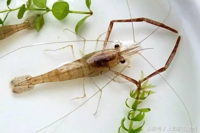 为什么叫基围虾，怎样做基围虾（皮皮虾、罗氏虾、基围虾、澳龙等到底怎么区分）