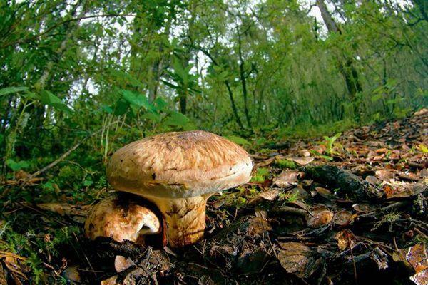 正宗西藏青稞饼做法，怎样做青稞饼（舌尖上的美味——藏历年八大美食与“四宝”、“四件”）