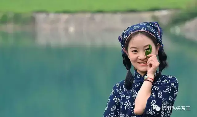 信阳毛尖 好处，喝信阳毛尖有什么好处（喝信阳毛尖对身体的十大好处）