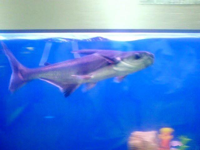 热带鱼蓝鲨吃什么，热带鱼蓝鲨吃什么饲料（这六种观赏鱼，你养过几种呢）