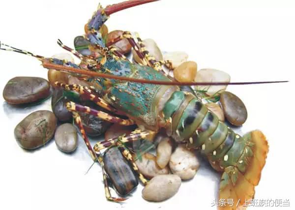 为什么叫基围虾，怎样做基围虾（皮皮虾、罗氏虾、基围虾、澳龙等到底怎么区分）