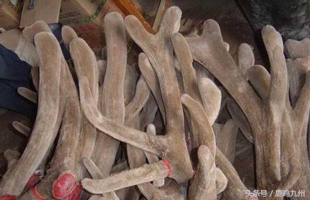 鹿茸的吃法及禁忌，鹿茸食用禁忌（中医养生之鹿茸怎么炖）