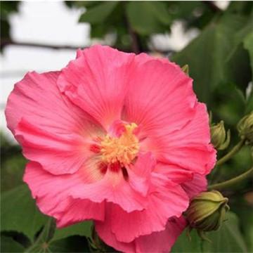 芙蓉花叶子的作用与功效，芙蓉花叶子有什么功效（全身上下都是治病良药）