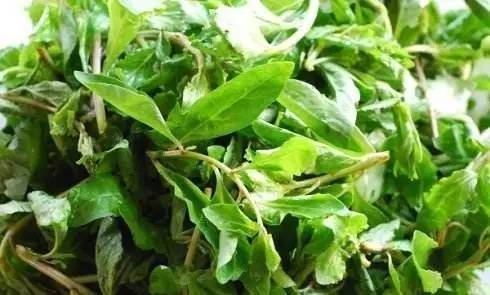 佛手瓜禁忌有哪些，佛手瓜禁忌相克（宁波人最常吃的几种野菜）