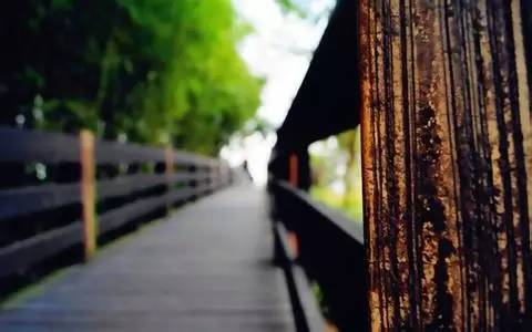 悼念的拼音怎么读，悼念的拼音（集梧，逢春须有日 岭上白云横）