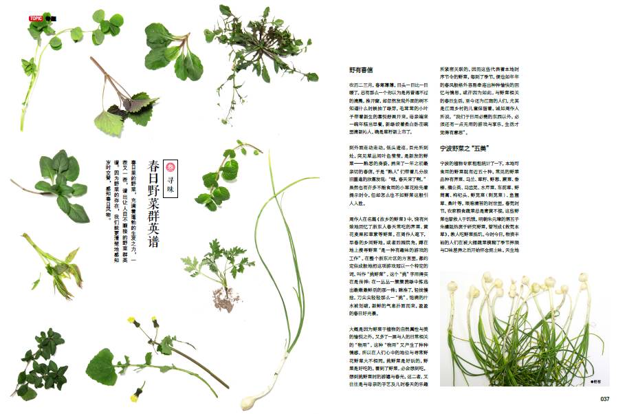 佛手瓜禁忌有哪些，佛手瓜禁忌相克（宁波人最常吃的几种野菜）