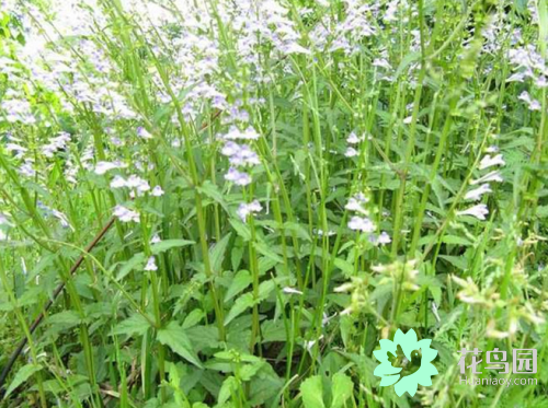 半枝莲的功效与作用，白花蛇舌草和半枝莲的功效（半枝莲的功效与作用有哪些）