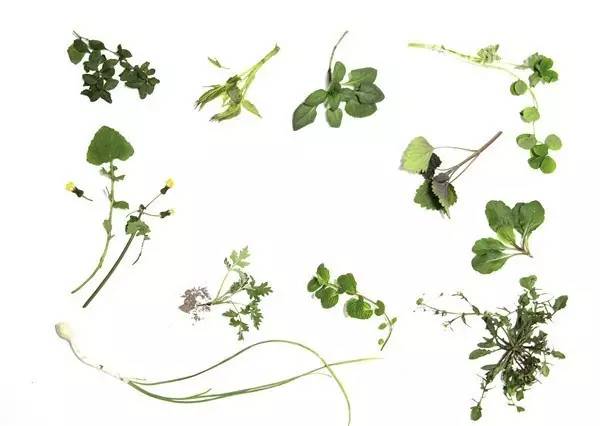 佛手瓜禁忌有哪些，佛手瓜禁忌相克（宁波人最常吃的几种野菜）