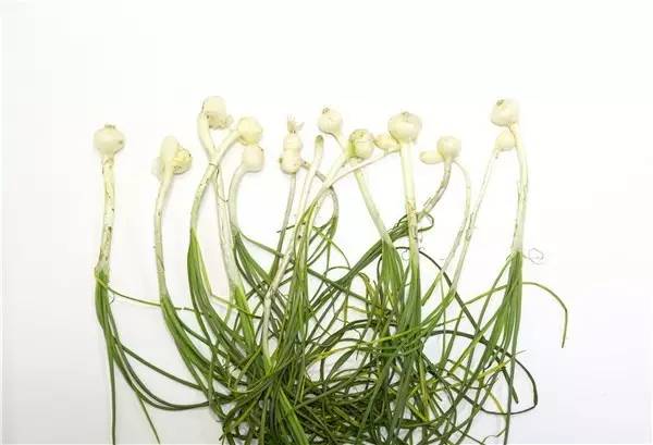 佛手瓜禁忌有哪些，佛手瓜禁忌相克（宁波人最常吃的几种野菜）