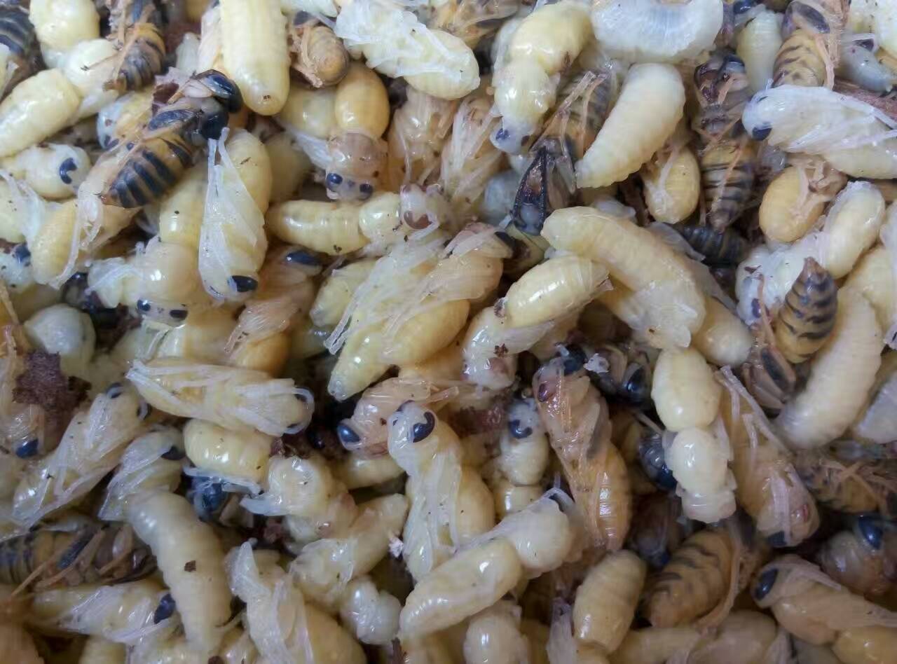 吃蜂蛹过敏图片图片