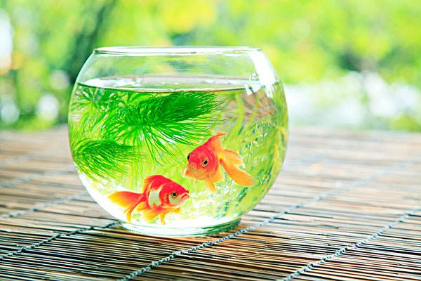 风水养鱼有讲究！选对旺财鱼种，助家运亨通财运滚滚来