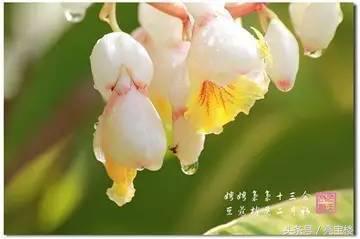 豆蔻梢头二月初，豆蔻梢头二月初上一句是什么（唐诗欣赏：娉娉袅袅十三余）