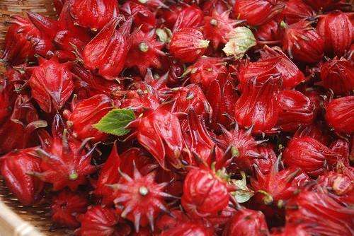 十二星座最适合的花茶，康仙花是康乃馨吗（康仙花的作用和功效）