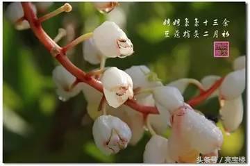 豆蔻梢头二月初，豆蔻梢头二月初上一句是什么（唐诗欣赏：娉娉袅袅十三余）