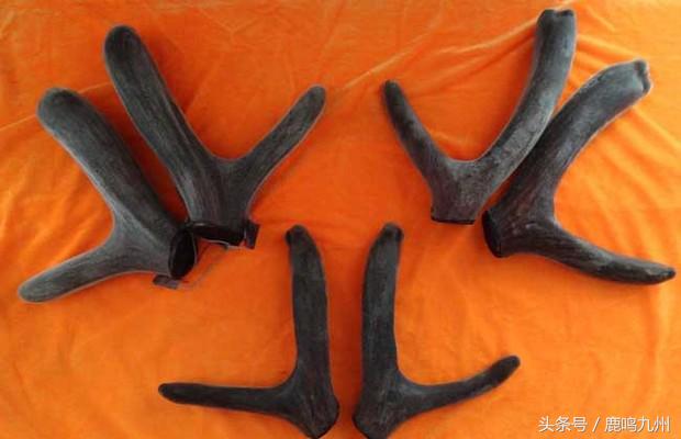 鹿茸的吃法及禁忌，鹿茸食用禁忌（中医养生之鹿茸怎么炖）