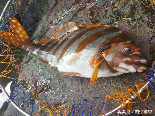 无备平鲉(棕蓑虎,石头鱼)褐菖鲉(石狗公,过头虎)细刺鱼 ( 金鼓 )金钱