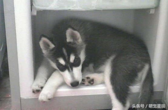 二哈是什么意思，表情二哈是什么意思（深度解读3——哈士奇<二哈>）