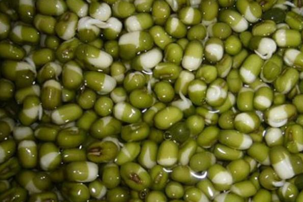 绿豆芽怎么发又粗又快，绿豆芽怎样做才能长的快些（5天就能发出又粗又壮的豆芽）