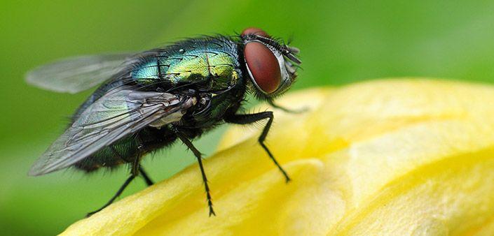 逐的成语有哪些，逐有什么成语（如蝇逐臭丨玉米熊放学小报No.187）