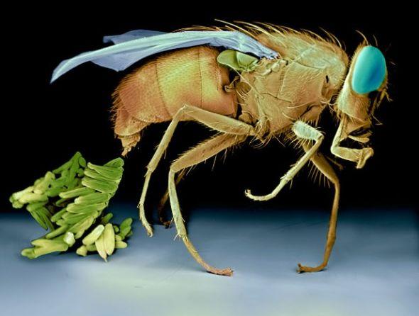 逐的成语有哪些，逐有什么成语（如蝇逐臭丨玉米熊放学小报No.187）