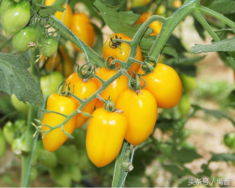 圣女果的营养价值，圣女果的功效及营养价值（禹音健康蔬果季之圣女果的营养价值）