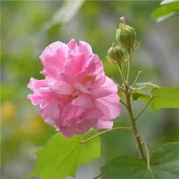 芙蓉花叶子的作用与功效，芙蓉花叶子有什么功效（全身上下都是治病良药）