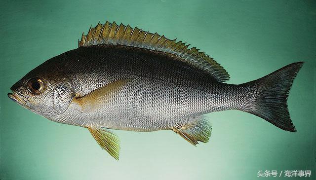 海鲜起名大全免费,你经常吃的海鲜-名字-荣耀易学