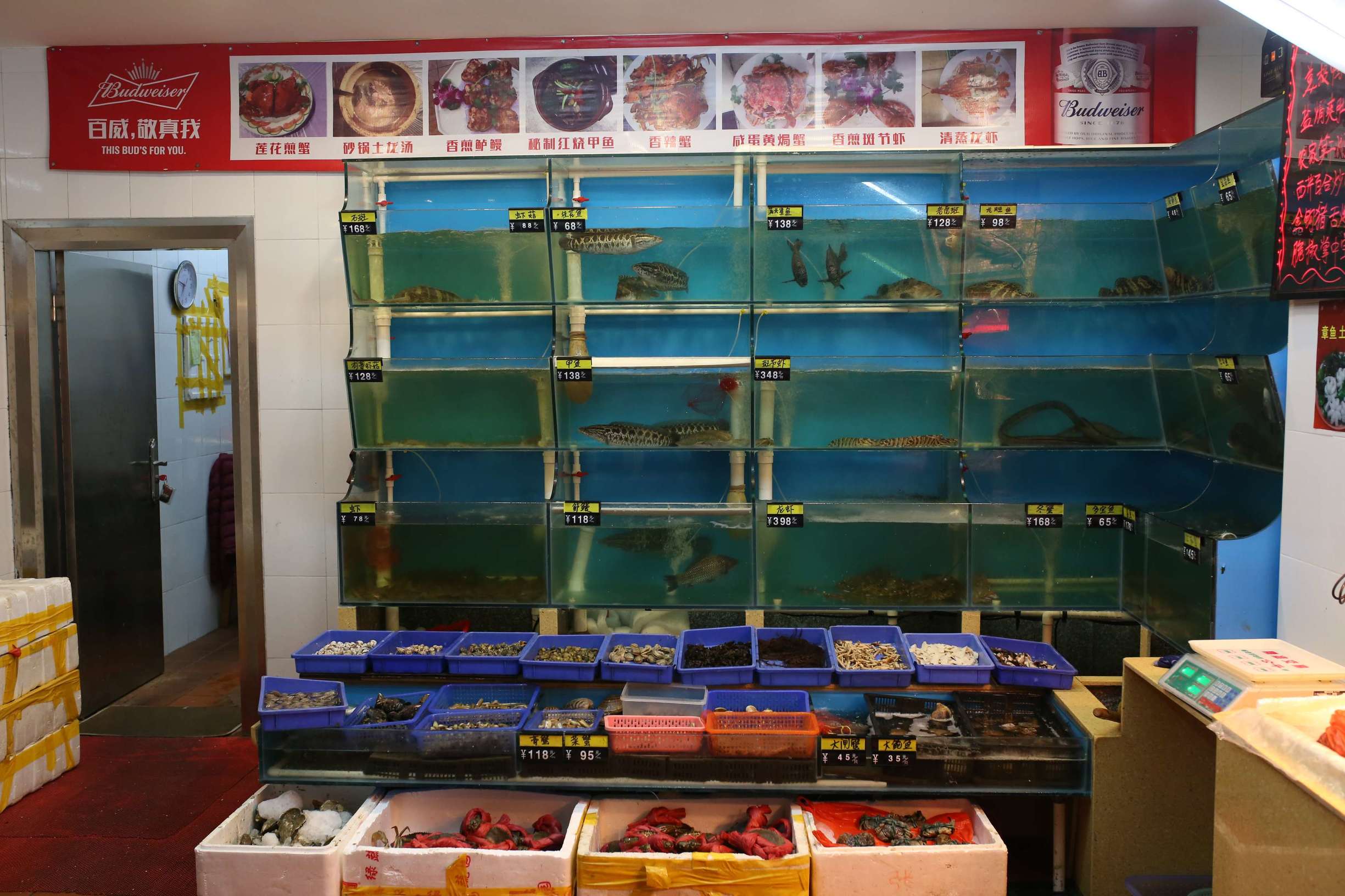 土龙是什么东西土龙长什么样子，土龙是什么样子的（土龙不土，它竟然是进补佳品）