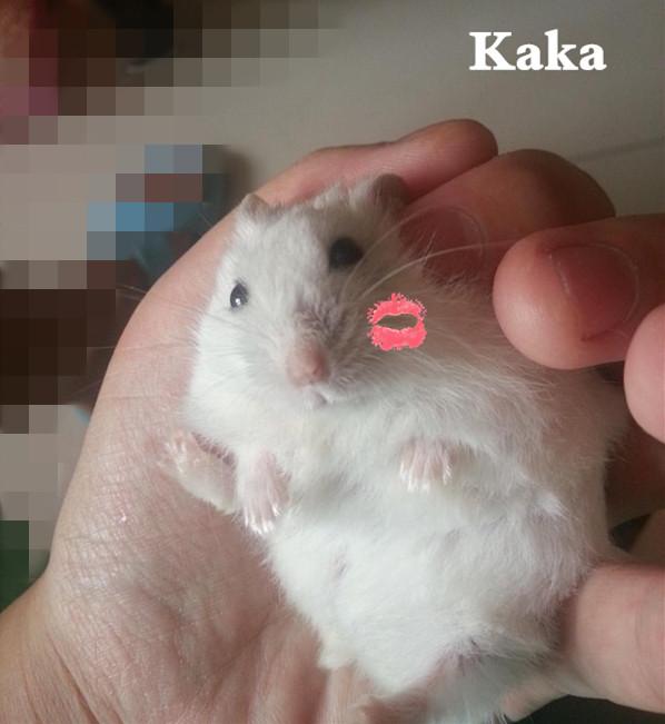 怎么让仓鼠躺手，如何训练仓鼠从上手仓鼠怎样训练躺手（让自家仓鼠宝宝躺手的正确方法）