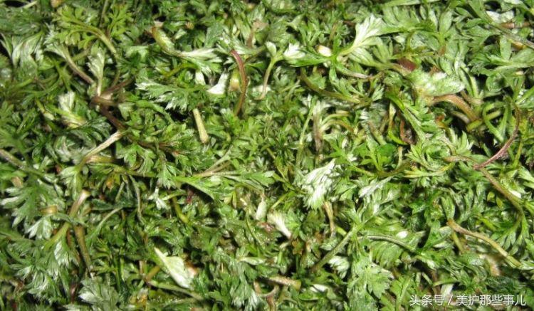 茵陈和什么泡水喝对肝脏最好，怎样用茵陈泡水喝（清热利胆、保肝、降压降脂、治黄斑）