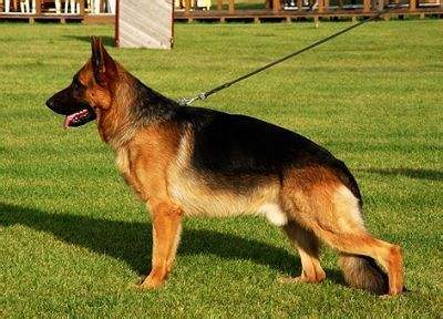 大头德牧,想养德牧,看完这篇就够了!(大头德牧犬)